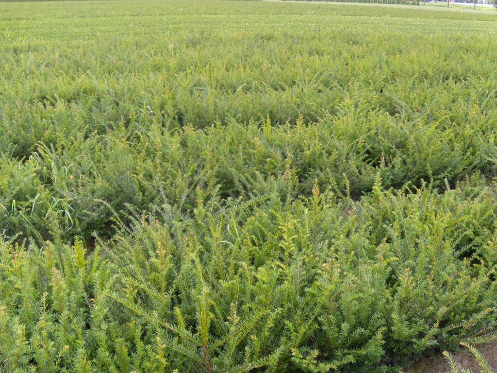 English Yew Hedges