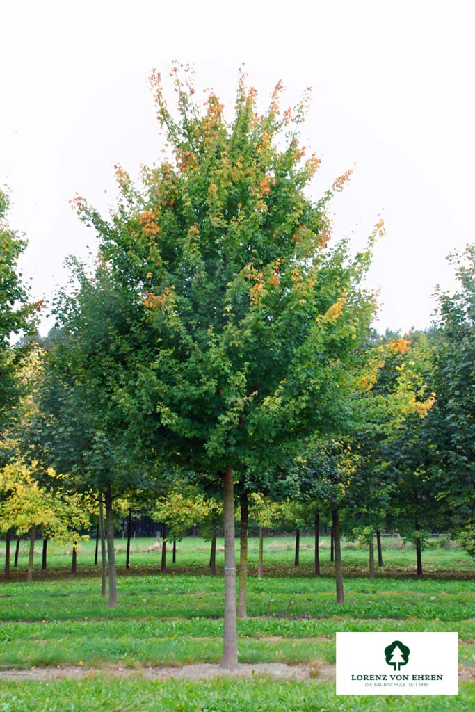 Field Maple Tree