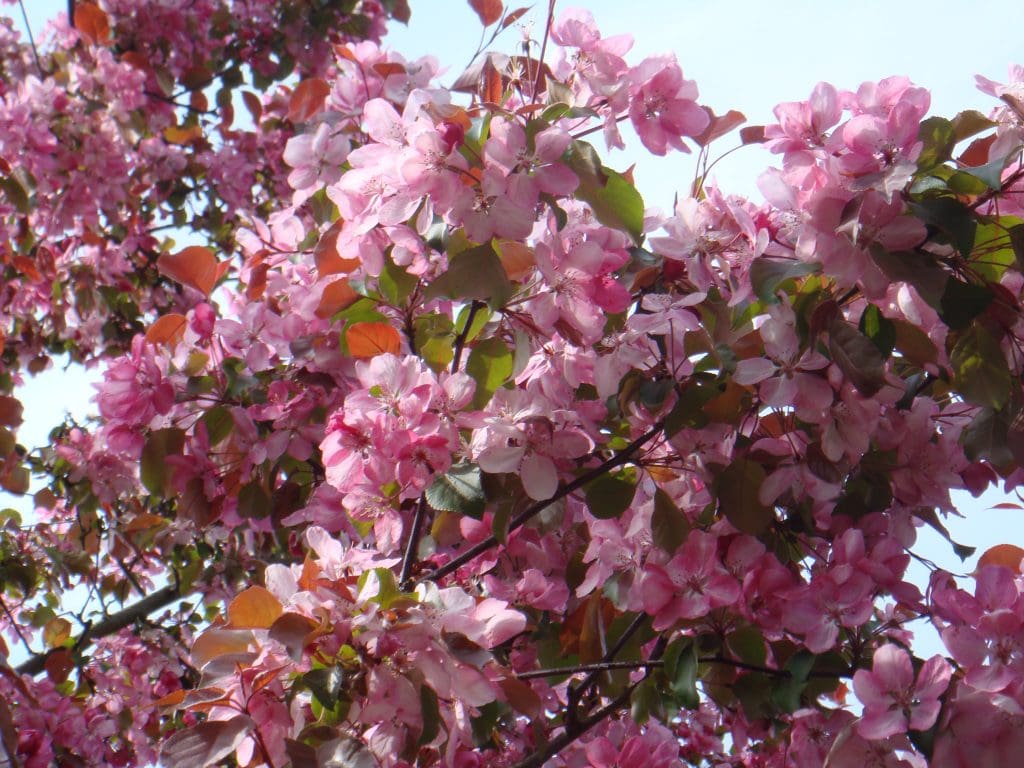 Japanese flowering cherry ‘Kanzan’ Tree