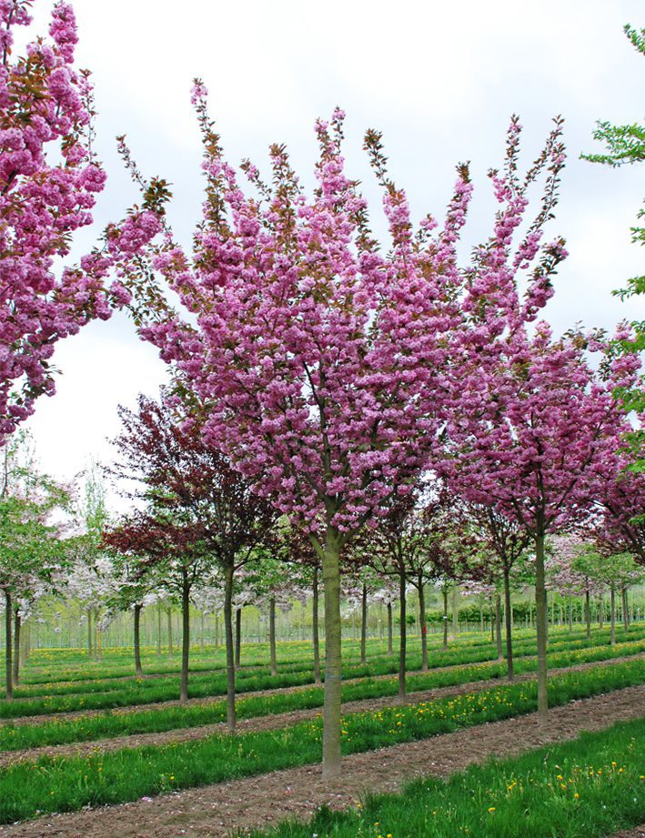 Japanese flowering cherry ‘Kanzan’ Tree