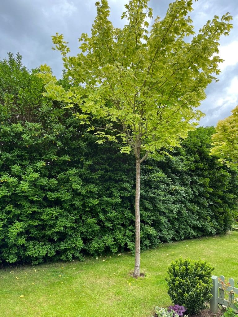 Norway Maple Drummondii Tree