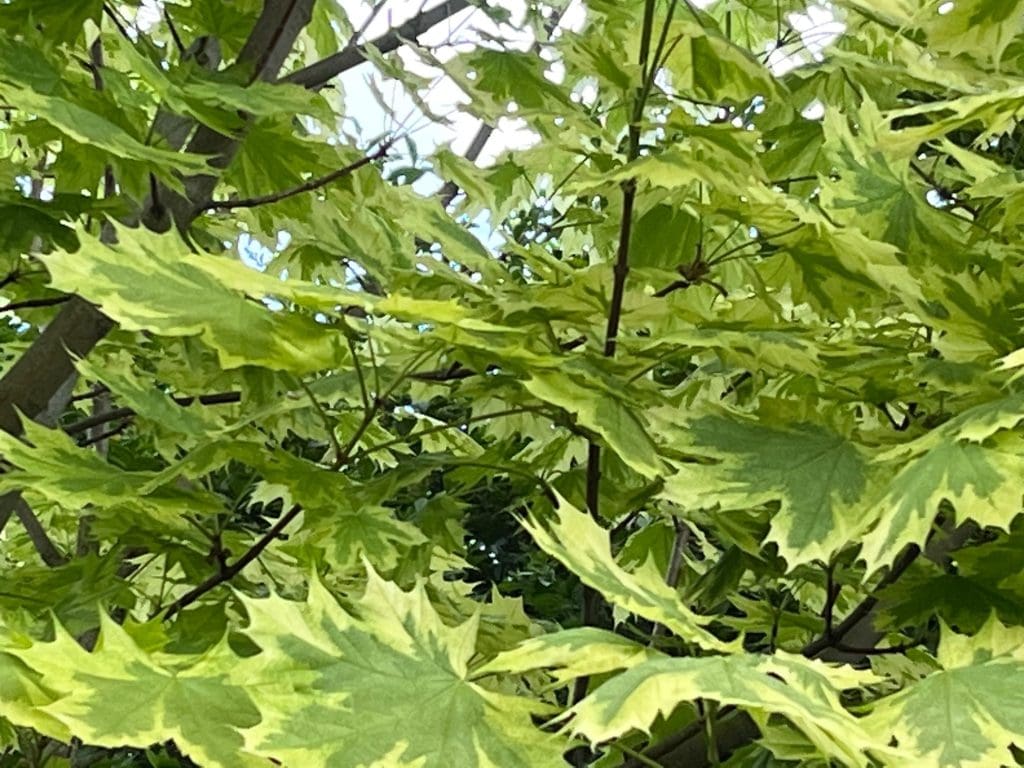 Norway Maple Drummondii Tree Leaves